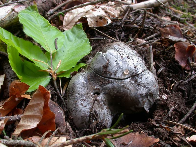Oggi a Vallombrosa...